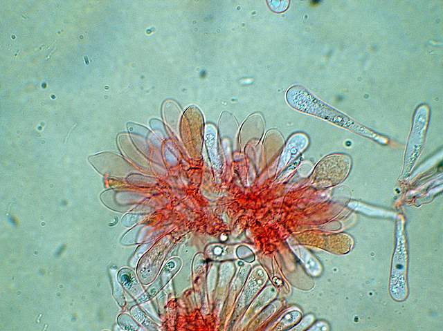 Caresta...penuria e tempi duri.....